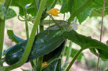Büyük yeşil bir çekirge, yaprakların ve çiçeklerin arasında, canlı bir salatalığın üzerinde, doğal bir etkileşim sergiliyor..