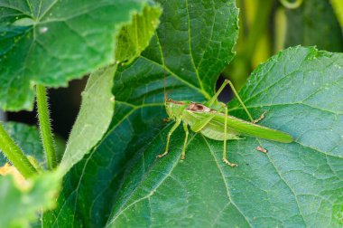 Canlı, dokulu bir yaprağın üzerinde dinlenen yeşil bir çekirgenin yakın plan çekimi böceğin doğal ortamındaki detaylarını gözler önüne seriyor..