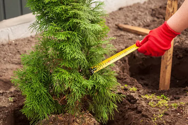 Zümrüt yeşili bir ağaç ağacının genişliğini ölçerken hazırlanan toprağı kırmızı eldivenli sarı bir şerit tutarak dikmeden önce.