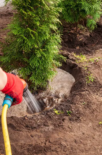 Yeni ekilmiş zümrüt yeşili bir ağaç çalısını sulayan bir kişi başarılı bir bahçe düzenini garantiye almak için....