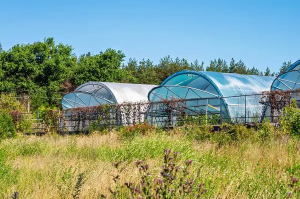 Kırsal bir ortamda, arka planda ağaçlar ve önünde tarımsal yapıların sergilendiği açık bir günde, birkaç çoklu tünelin görüntüsü.
