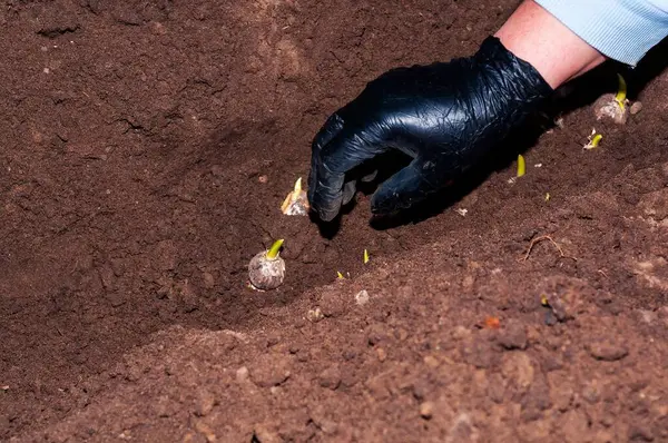Siyah eldivenli bir elin yakın çekimi çiçek açan ampulleri güzel bahar çiçekleri yetiştirmek için zengin, karanlık bir toprağa ekiyor..