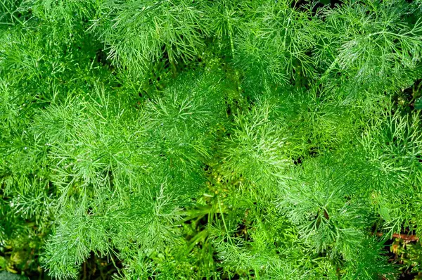 Yukarıdan aşağıya bakıldığında, gelişmekte olan bir dereotunun yemyeşil ve dokulu yüzeyi, mutfak veya tarım projeleri için ideal..