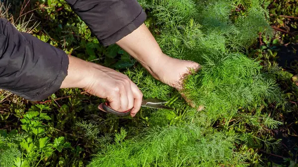Bir bahçıvanın elleri dikkatlice taze dereotu makasla topluyor, doğal bir bahçedeki canlı yeşil otları sergiliyor..