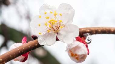 Su damlacıklarıyla kaplı bir dalda, bulanık beyaz bir arka planda çiçek ve tomurcuk yakın plan.