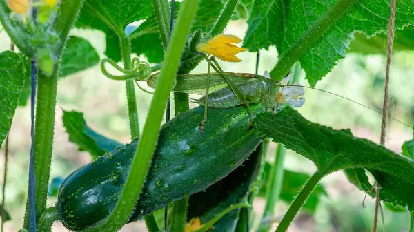 Yakın plan çekimde canlı yeşil bir çekirge bahçedeki olgun bir salatalık üzerinde dinleniyor..