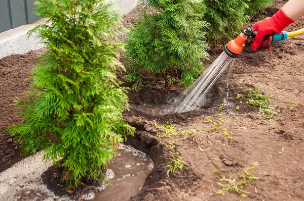 Eldivenli bir el suyu yeni dikilmiş yeşil ağaçlar. Bahçedeki veya bahçedeki başarılı büyüme için yeni ağaçları sulamaya odaklan.