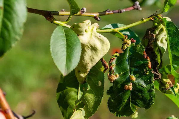 Şeftali ağacı yaprakları yaprak kıvrımından etkilenir, deformasyon, renk değişimi ve kalınlaşmayı gösterir..