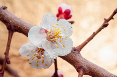 Yakın çekim kayısı çiçeklerinin narin güzelliğini yakalar. Taze yağmur damlalarıyla kaplıdır. Yumuşak, bulanık bir arkaplan odağı güçlendirir..
