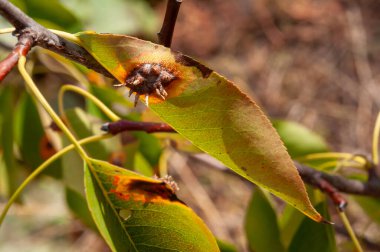 Safralı armut ağacı yaprakları, hastalık ya da böcek istilası işareti..