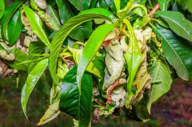 Şeftali yaprağı kıvrımları yaprakları etkiler, onları bozar, kalınlaştırır, kırmızımsı ya da morlaştırır..