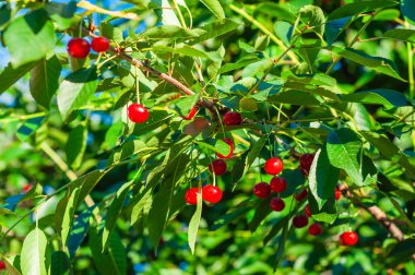 Olgun kırmızı kirazlar, yaz güneşinde yemyeşil yapraklarla çevrili bir kiraz ağacının dallarında ağır ağır asılı durur..