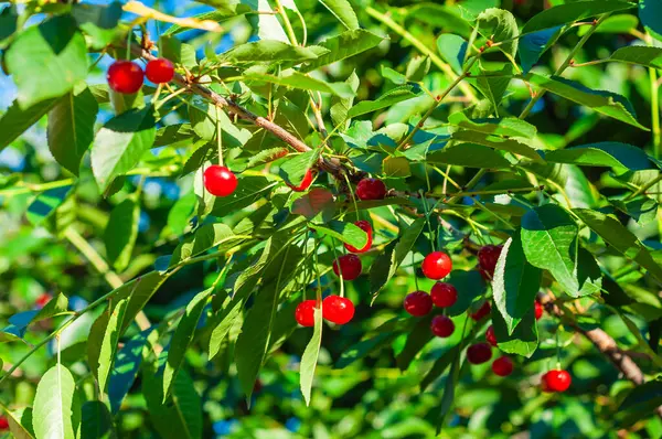 Olgun kırmızı kirazlar, yaz güneşinde yemyeşil yapraklarla çevrili bir kiraz ağacının dallarında ağır ağır asılı durur..