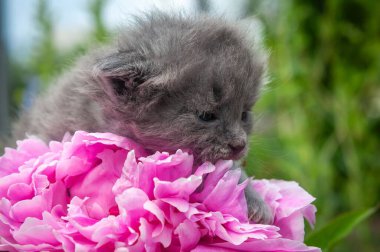 Tüylü gri bir kedi yavrusu canlı pembe bir şakayığın üzerinde dinleniyor, doğal bir ortamda iç açıcı ve güzel bir sahne yaratıyor. Yumuşak kürk, parlak yapraklarla çelişiyor..