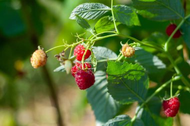 Bir dalın üzerinde olgunlaşan altın ve kırmızı ahudududuların yakın çekimi, meyvelerin canlı renklerini ve dokularını vurguluyor.