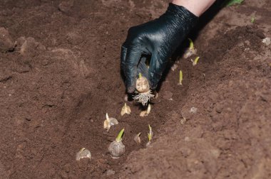Eldivenli bir el, koyu kahverengi toprakta küçük yeşil filizli ampulleri dikkatlice yerleştirir ve canlı bir bahar bahçesine hazırlanır..