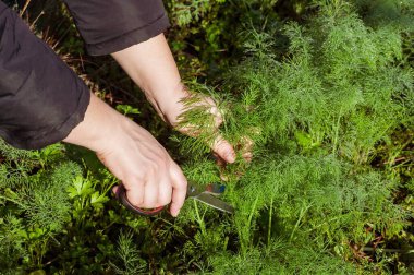 Bir insanın ellerini, açık hava bitki bahçesinden taze dereotu toplamak için makas kullanarak yakın plan çekerek aşçılık kullanımına hazır hale getiririz..