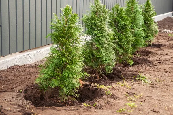 Yakın zamanda dikilmiş bir dizi Thuja Zümrüt Yeşil ağaçlar doğal bir çit oluşturmak ve arka bahçedeki mahremiyeti artırmak için bir metre boyunca uzanır..