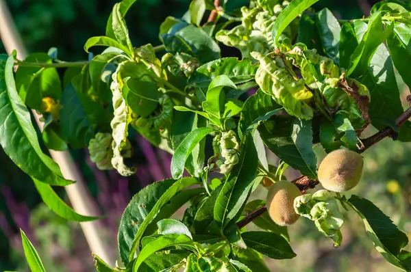 Şeftali ağacı yaprakları, deformasyon ve renk değişimi gösteren yaprak kıvrımından etkilenir. Dallarda küçük şeftaliler yetişir..