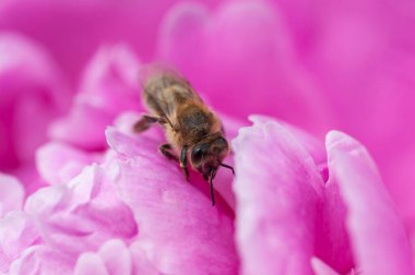 Bir makro çekim canlı pembe bir şakayık çiçeğini keşfeden bir arıyı yakalar, hassas taç yapraklarını ve böceğin karmaşık detaylarını gözler önüne serer..