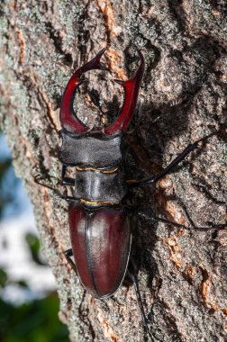Ağaç gövdesine yapışmış geyik böceğinin kendine özgü boynuzlarını gösteren yakın plan görüntüsü..