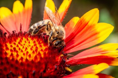 Bir bal arısı canlı bir Gaillardia çiçeğinden nektar toplar. Karmaşık detaylar ve canlı renkleri yakın plan çekimde gösterir..