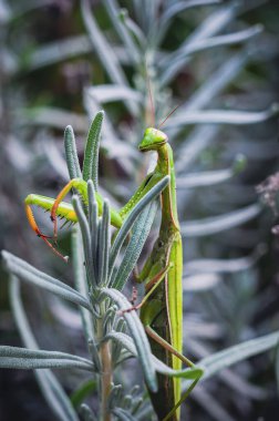 Yakından çekilen bir fotoğrafta bitkinin üzerine tünemiş yeşil bir peygamberdevesi görülüyor. Karmaşık detaylarını ve duruşunu gösteriyor..