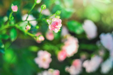 Tomurcukları ve yeşilliği olan narin pembe güllerin rüya gibi, yumuşak odak noktası..