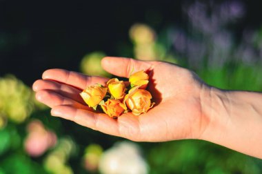 Bir avuç küçük, canlı sarı gülleri tutan bir el, bulanık, yeşil bir arka planda..