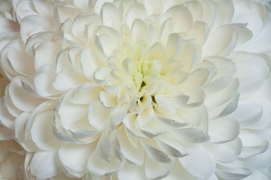 Güzel beyaz bir kasımpatı çiçeğinin yakın çekimi, narin taç yaprakları ve doğal güzellikler sergiliyor. Çiçek tasarımları için mükemmel..