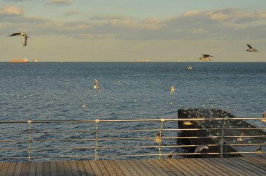 Martılar, ahşap bir rıhtımın yakınındaki sakin denizin üzerinde zarif bir şekilde süzülür. Gemiler, yumuşak ve bulutlu bir gökyüzünün altında ufku noktalarlar..