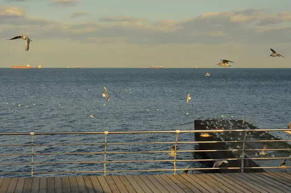 Martılar, ahşap bir rıhtımın yakınındaki sakin denizin üzerinde zarif bir şekilde süzülür. Gemiler, yumuşak ve bulutlu bir gökyüzünün altında ufku noktalarlar..