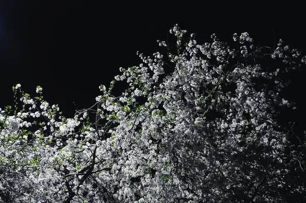 Beyaz çiçeklerle aydınlanmış, siyah gökyüzüne karşı çiçek açan bir ağacın göz hizasında bir görüntüsü..
