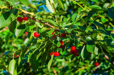 Olgun kırmızı kirazlar, yemyeşil yapraklarla çevrili bir kiraz ağacının dallarında asılı duruyor..