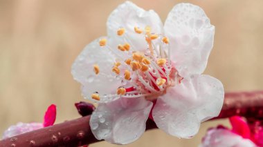 Yağmur damlalarıyla erik çiçeğinin yakın plan çekimi, bulanık bir arkaplanda hassas taç yaprakları ve canlı bir stamen vurguluyor..