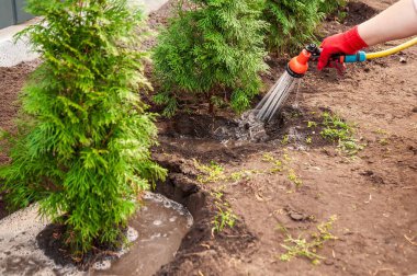 Bahçeye yeni ekilmiş yeşil zümrüt sedir sulayan bahçıvan turuncu hortumlu ve kırmızı eldivenli bir bahçe hortumu kullanıyor..