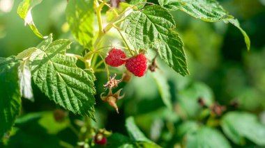 Yakın çekim, güneşli bir günde yeşil yapraklarla çevrili, sarmaşıktaki olgun ahududuların canlı rengini ve dokusunu ön plana çıkarır..