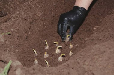 Eldivenli el bitkileri bir daire içinde ampuller filizlenir, parlak bir günde yumuşak, zengin bir toprakta canlı bir çiçek bahçesi başlar..