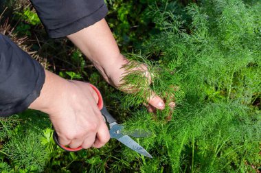Koyu renk ceket giyen bir insan, güneşli bir günde açık bir bahçeden taze dereotu toplamak için makas kullanır..