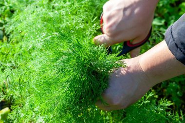 Taze dereotu makasla kesiliyor, yemek ve tatlandırmada kullanılmaya hazır. Bitki hasadı için yakın çekim..