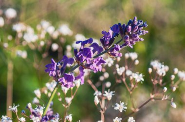 Yakından bakıldığında, beyaz kır çiçeklerinin yumuşak, bulanık arka planına karşı sergilenen canlı mor lavanta çiçeği sergilenir..
