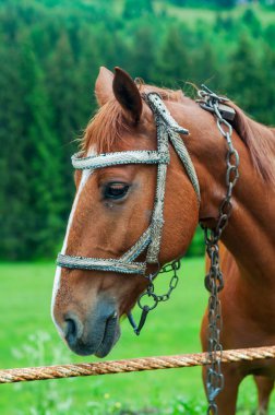 Yüzünde beyaz çizgili, yeşil bir zemin üzerine dizilmiş kahverengi bir atın çarpıcı yakın çekimi..