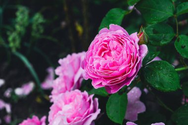 Canlı pembe güllerin tam çiçek açması, karmaşık taç yaprakları ve gür yeşil yapraklar, güzelliğin ve doğanın zarafetinin bir sembolü..