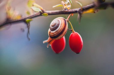 A snail crawls along a branch, clinging to red berries, with a blurred, soft-focus background.