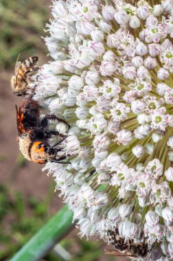 Arıların yakın plan çekimlerinde, çiçek açmış bir soğan bitkisinin çiçeklerini ziyaret eden bir Avrupa eşek arısı da dahil olmak üzere, bir bahçe arka planına karşı kurulmuştur..
