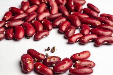 Yakın plan böbrek fasülyesi, böcek hasarı belirtileri, temiz, beyaz bir arkaplanda izole edilmiş..