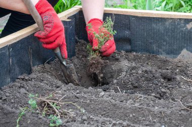 Bir insan bahçe yatağına kekik eker, kırmızı eldiven giyer ve mala kullanır. Sahnede bahçıvanlık ve yeni bitki gelişimi sergileniyor.