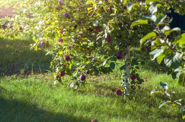 Olgun, kırmızı elmalarla dolu yemyeşil çimenli güneşli bir bahçede duran yemyeşil bir elma ağacı..