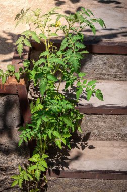 Canlı bir domates bitkisi yıpranmış beton bir merdivene karşı büyür, yemyeşil yaprakları güneş ışığıyla aydınlanır, çarpıcı bir kontrast yaratır..