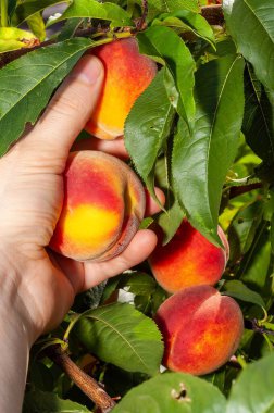 Bir el olgun şeftalileri nazikçe tutar, güneşli bir günde yemyeşil yapraklarla çevrili, cömert bir hasatın özünü yakalar..